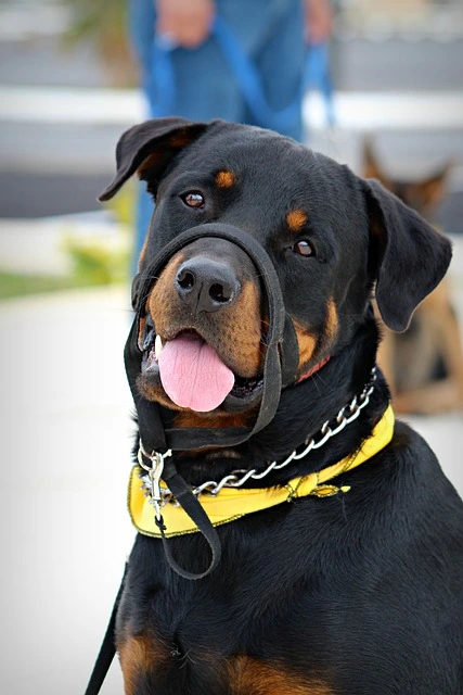 Dog Training For Beginners