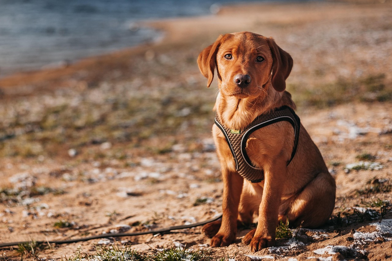 Puppy Training – Image 3