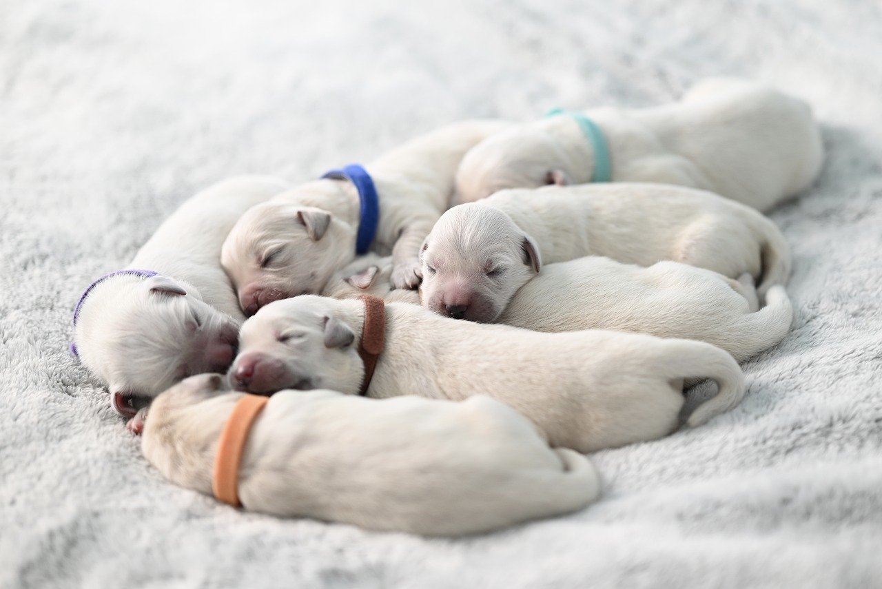 Puppy Training – Image 4