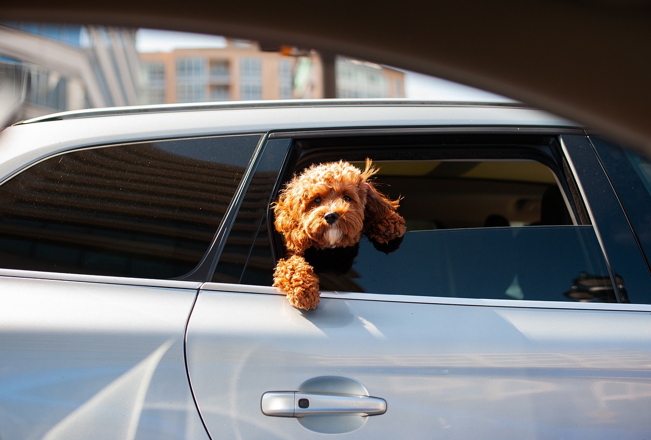 Puppy Training – Image 2