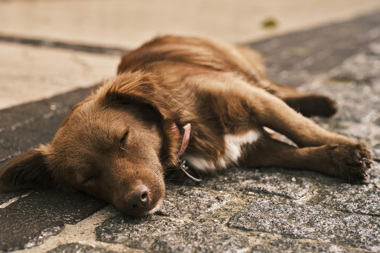 Puppy Training – Image 3