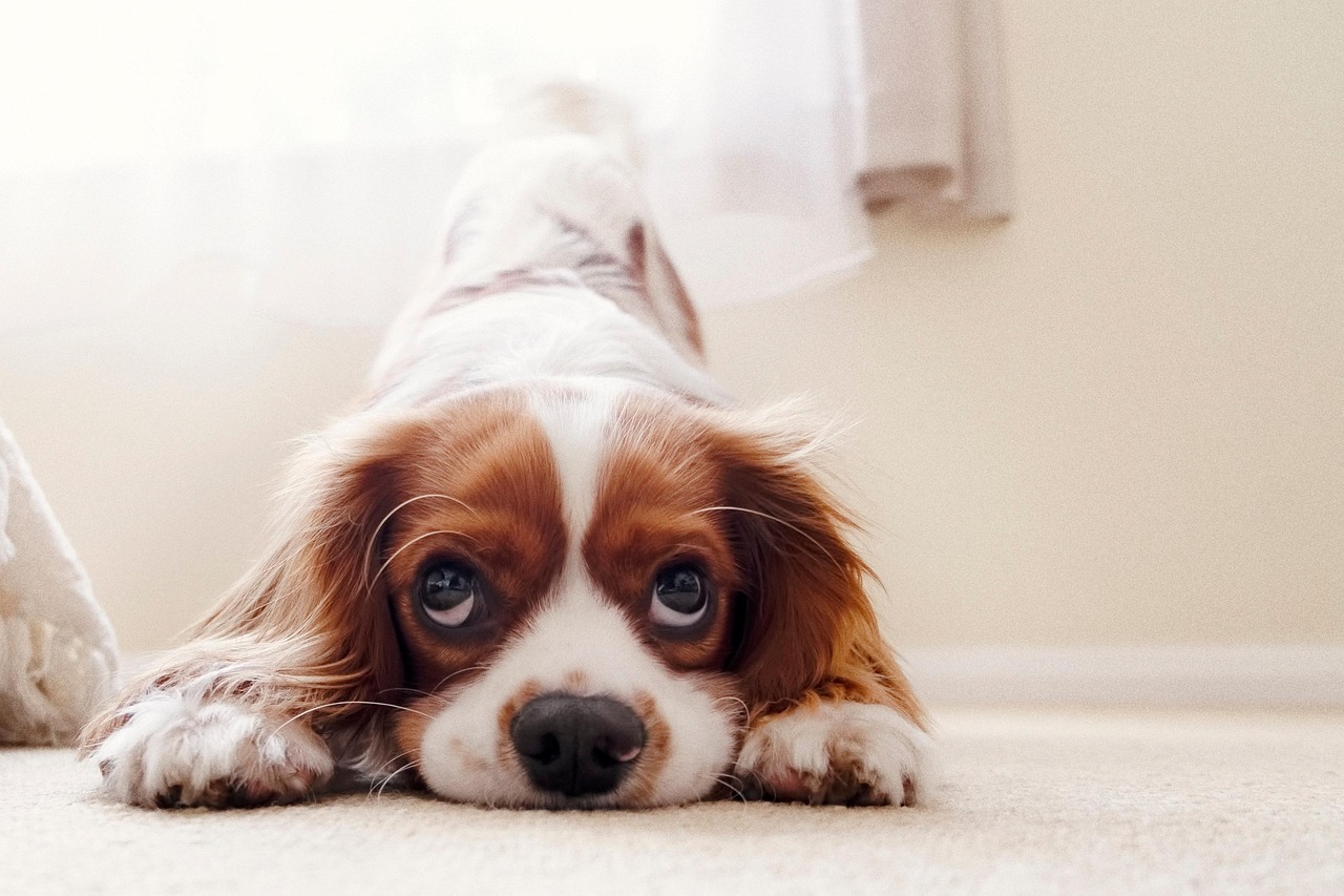 Puppy Training – Image 1