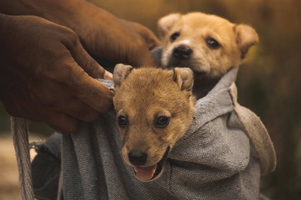 Puppy Training – Image 2