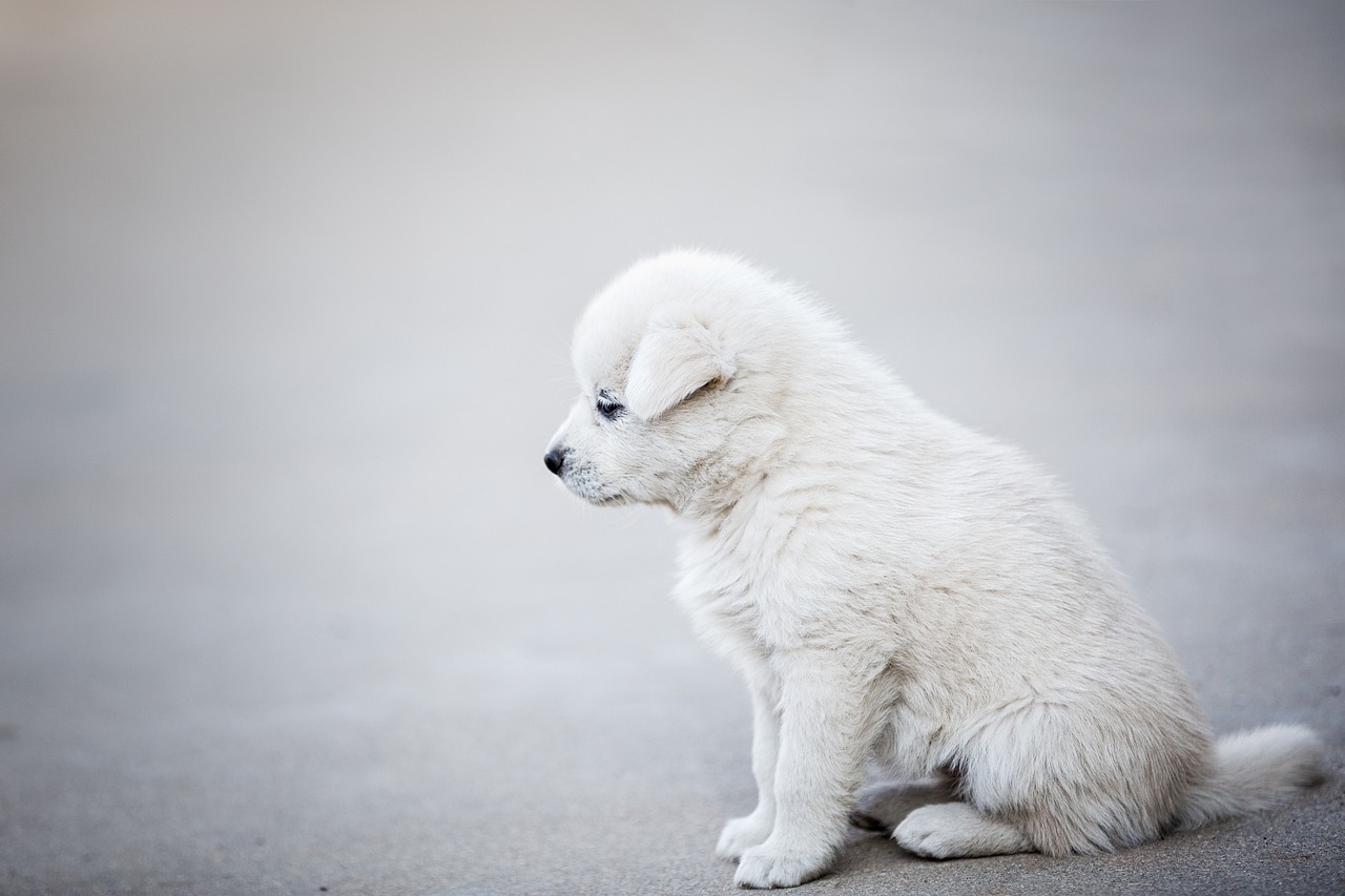 Puppy Training – Image 1