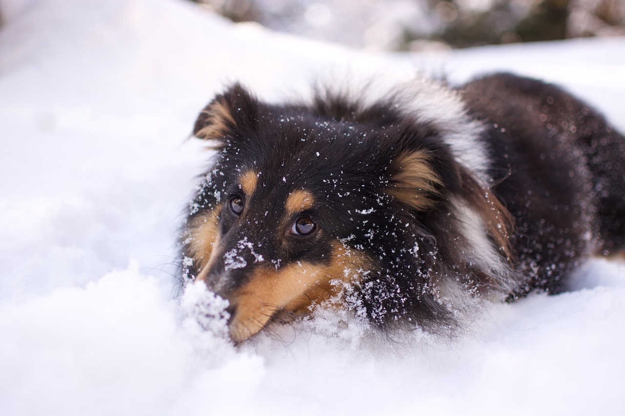 Puppy Training – Image 3