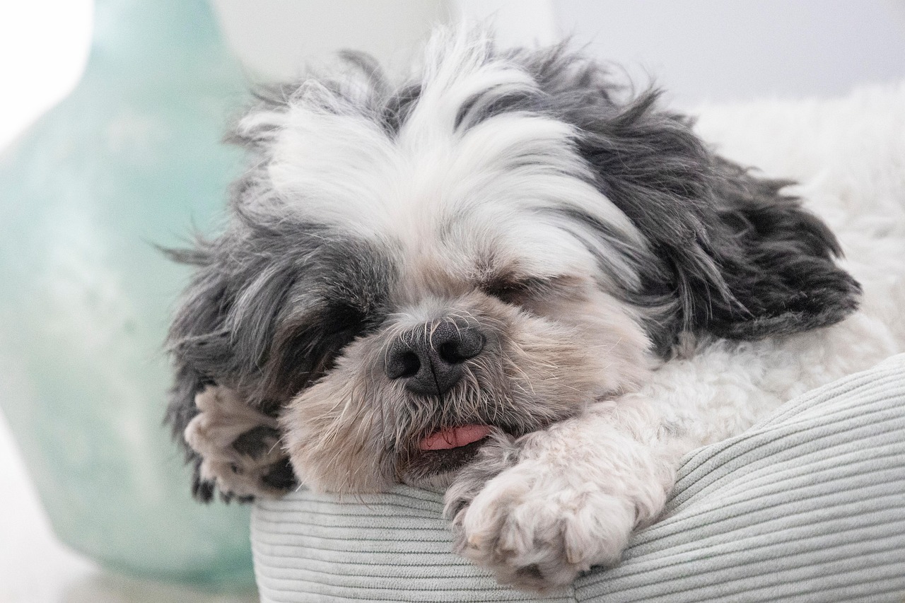 Puppy Training – Image 1