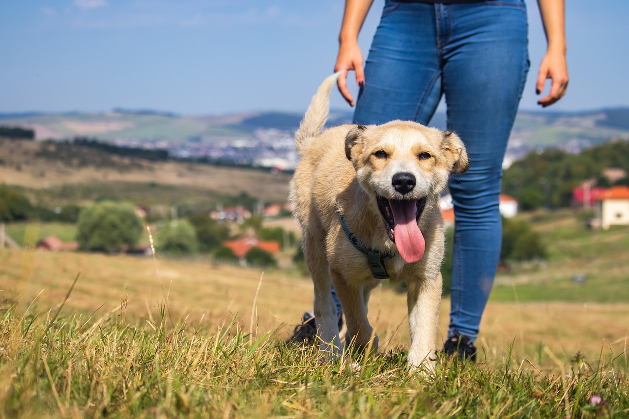 Puppy Training – Image 4