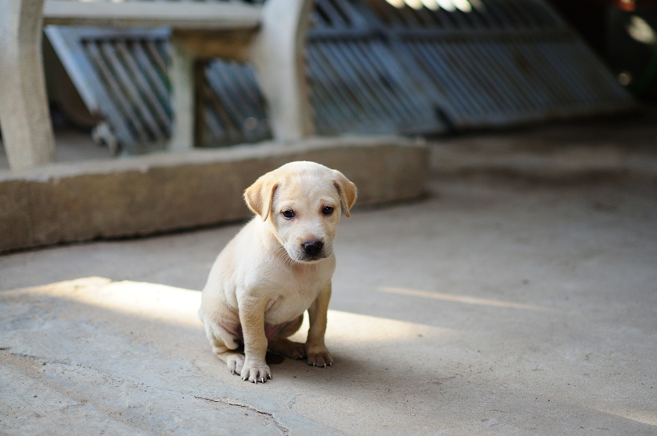 Puppy Training – Image 4