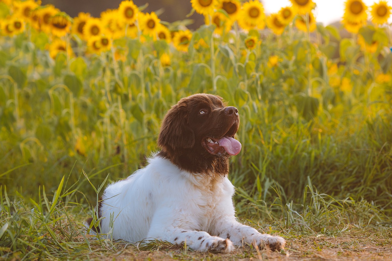 Puppy Training – Image 4