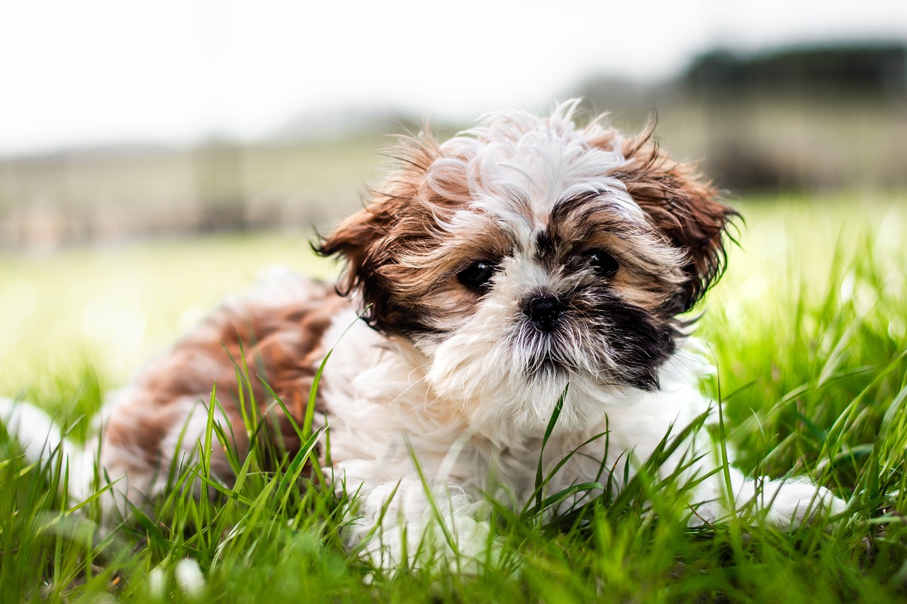 Puppy Training – Image 3