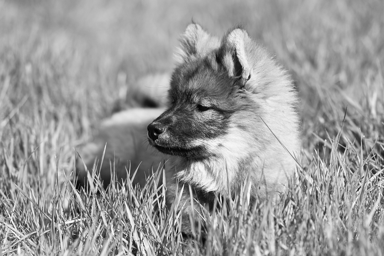Puppy Training – Image 2