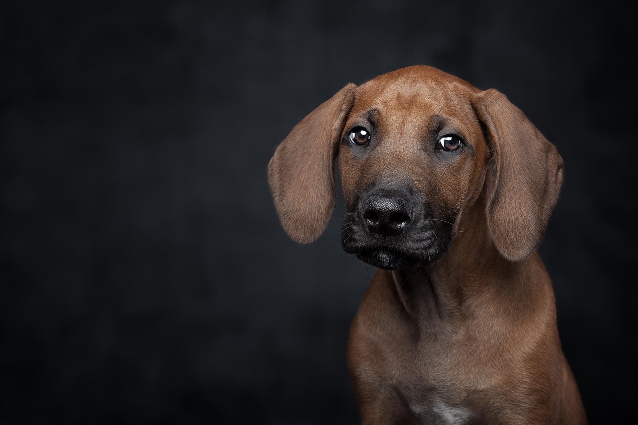 Puppy Training – Image 1