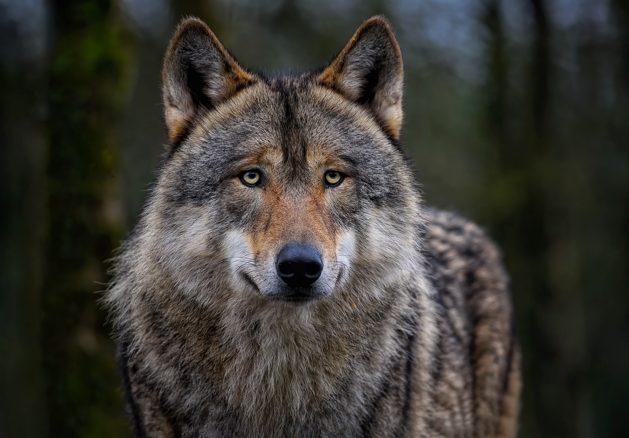 Behavioral Dog Training – Image 1