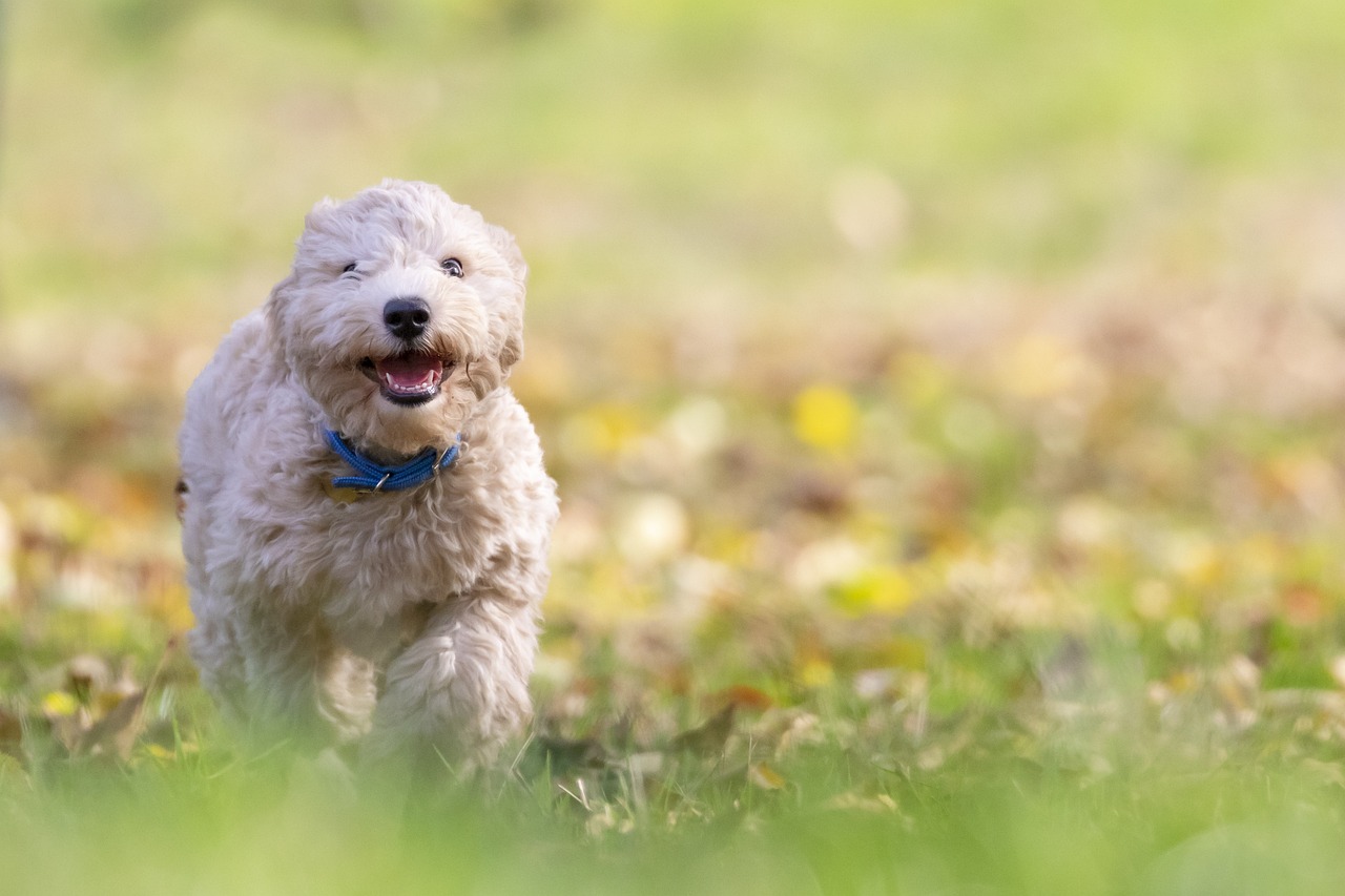 Puppy Training – Image 1