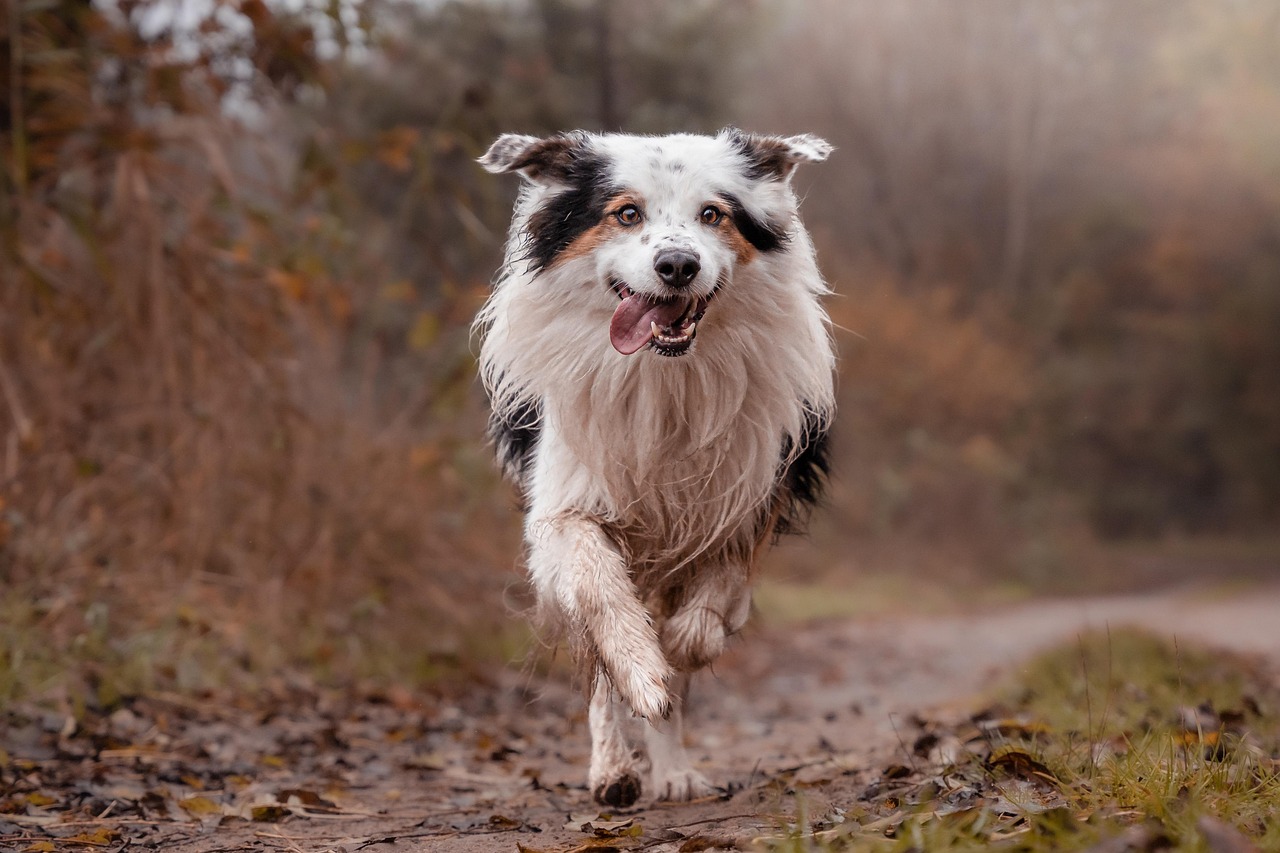 Behavioral Dog Training – Image 2