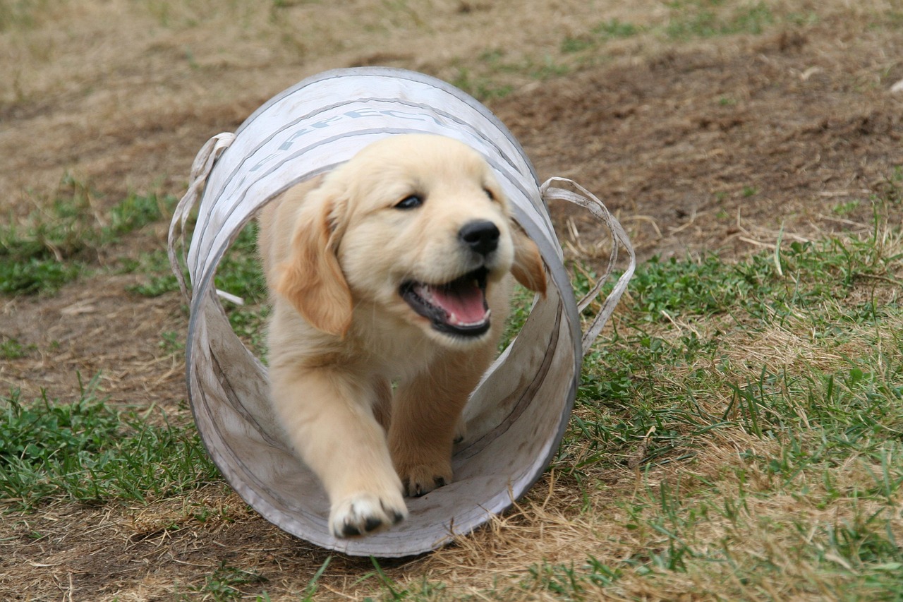 Dog Health & Nutrition – Image 3