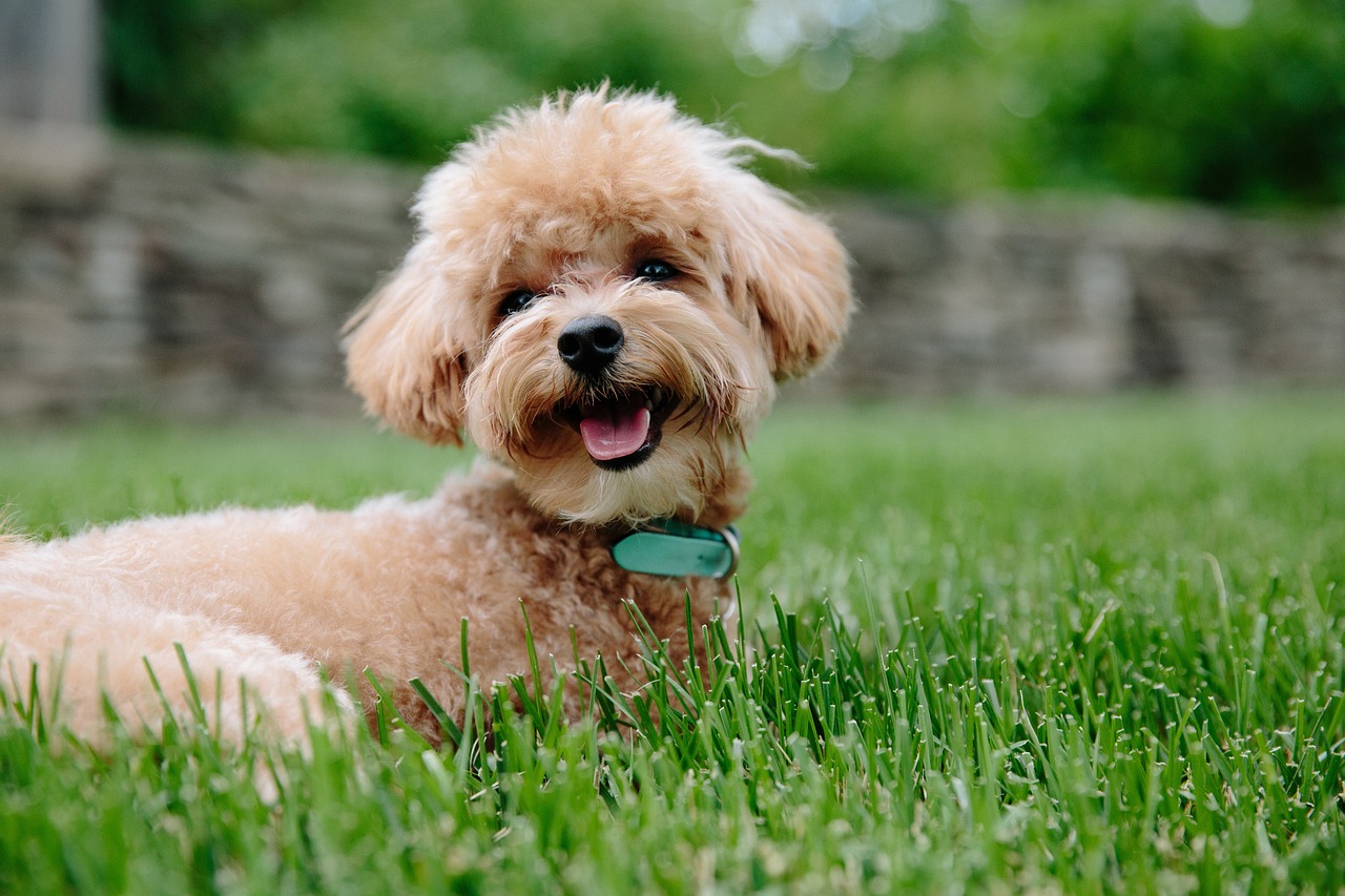 Dog Health & Nutrition – Image 2
