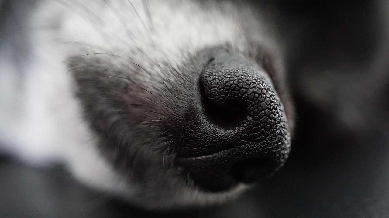 Dog Health & Nutrition – Image 1