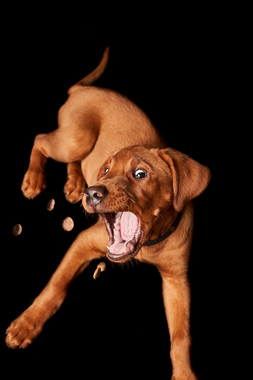 Dog Health & Nutrition – Image 1