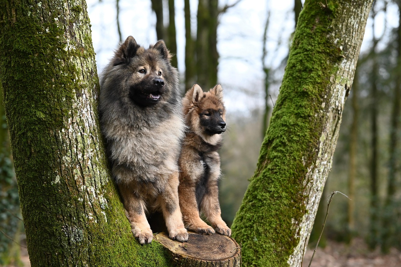 Behavioral Dog Training – Image 4