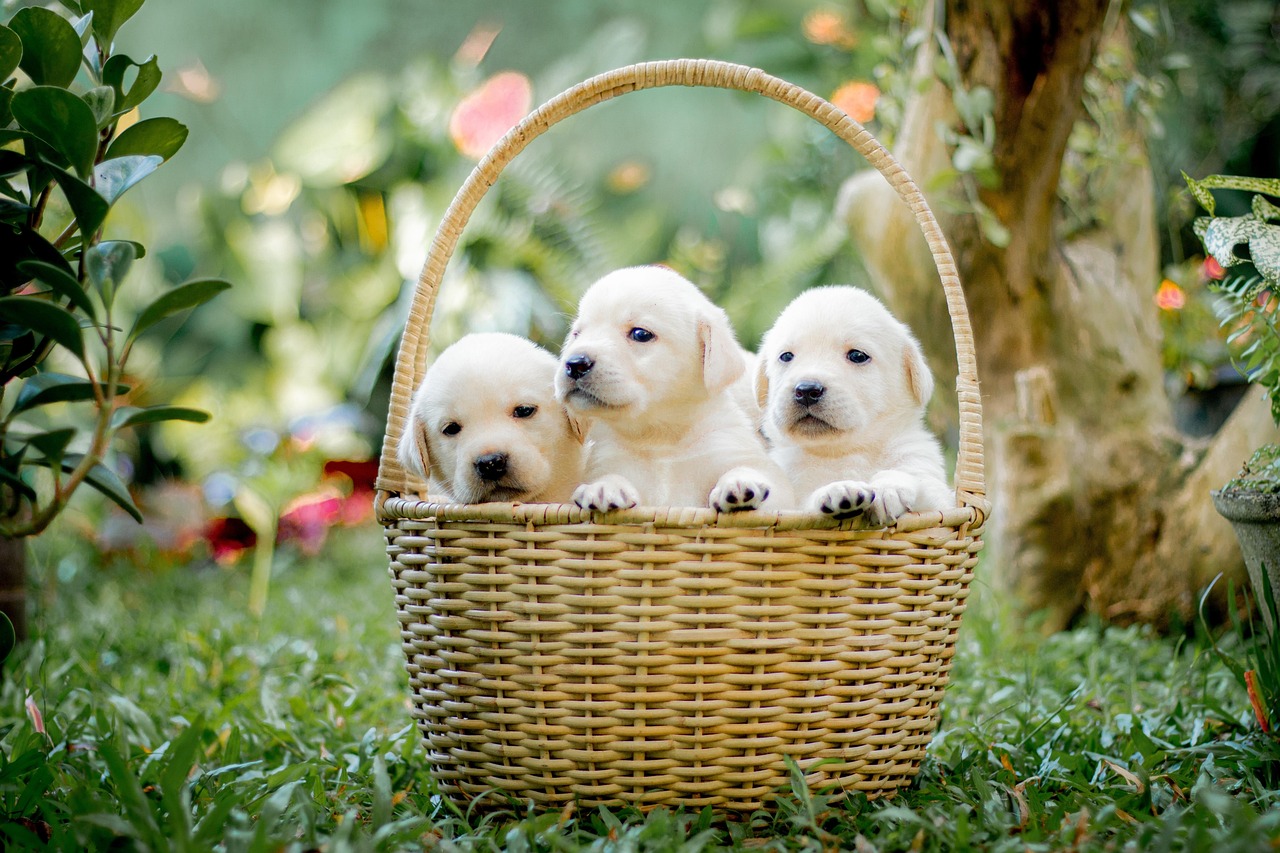Puppy Training – Image 2