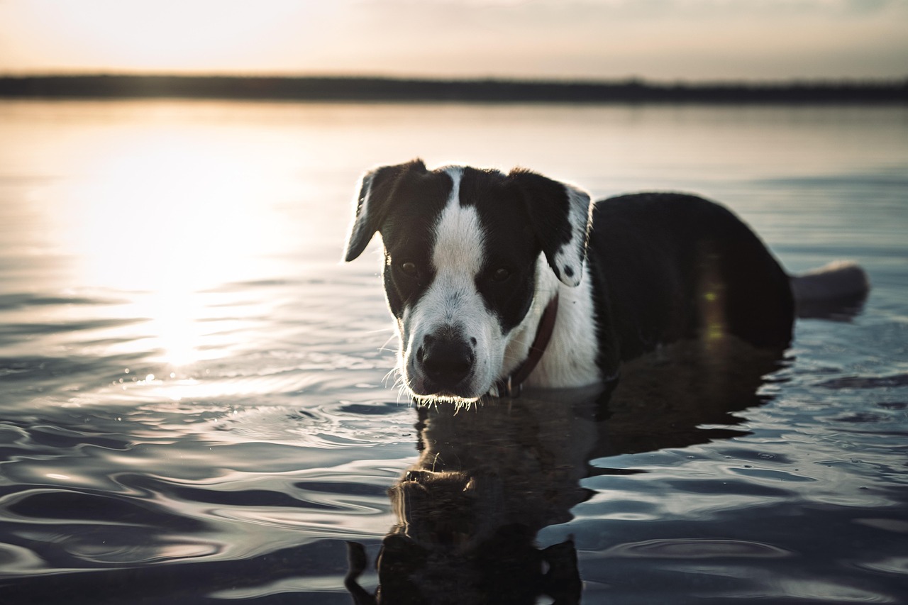Dog Health & Nutrition – Image 4