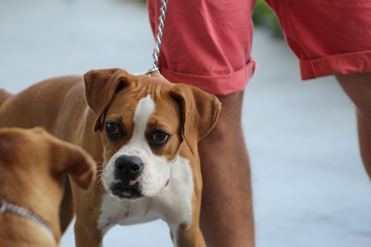 Dog Health & Nutrition – Image 4