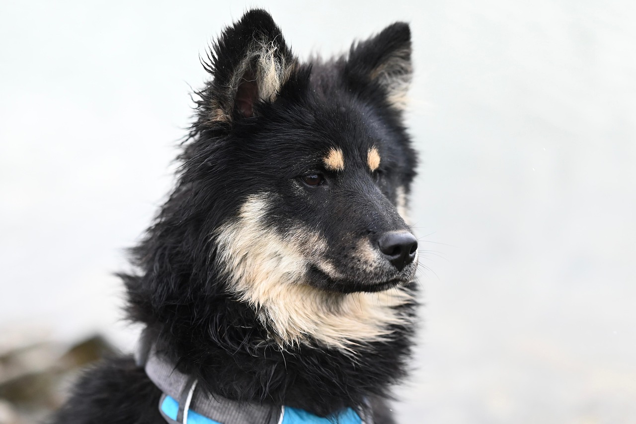 Behavioral Dog Training – Image 3