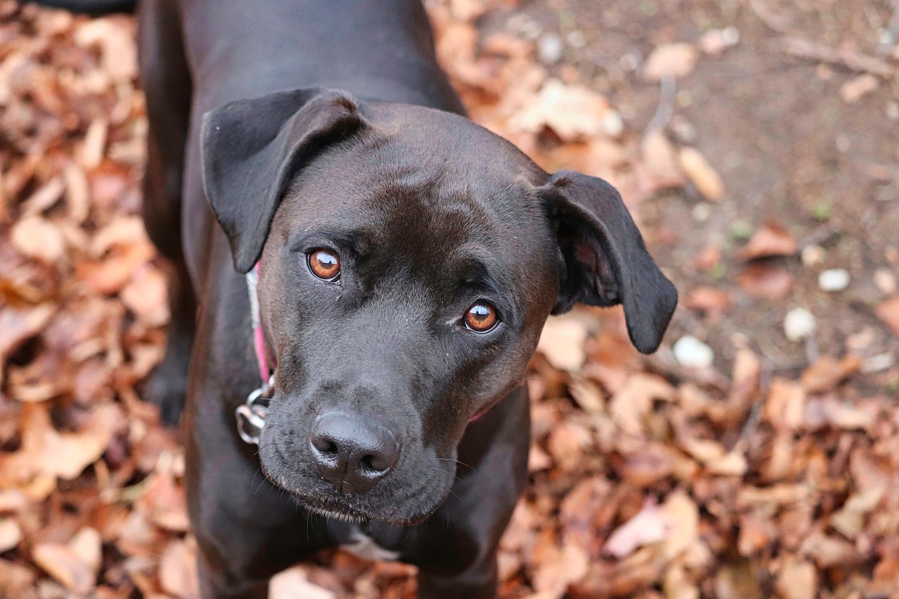 Advanced Dog Training – Image 3