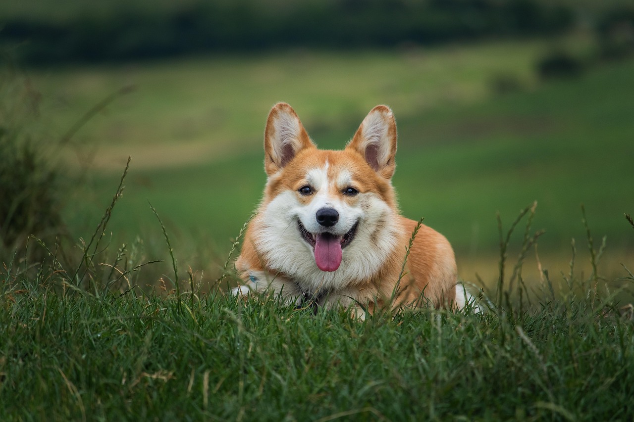 Dog Health & Nutrition – Image 2