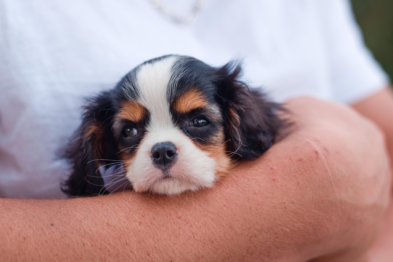 Behavioral Dog Training – Image 2