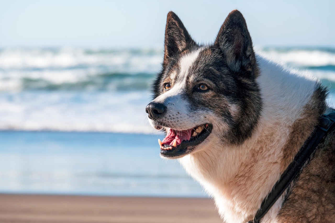 Advanced Dog Training – Image 2