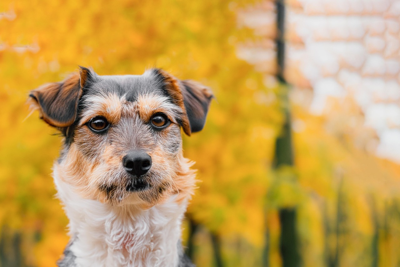 Advanced Dog Training – Image 2