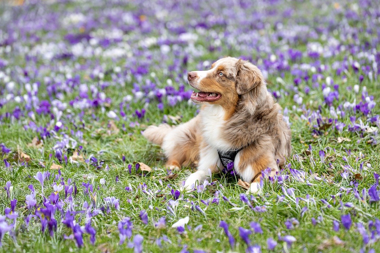 Puppy Training – Image 3