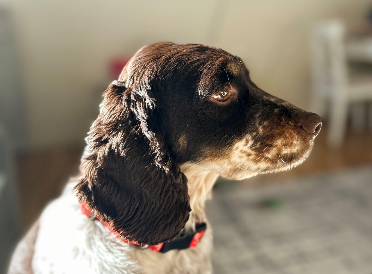 Advanced Dog Training – Image 4