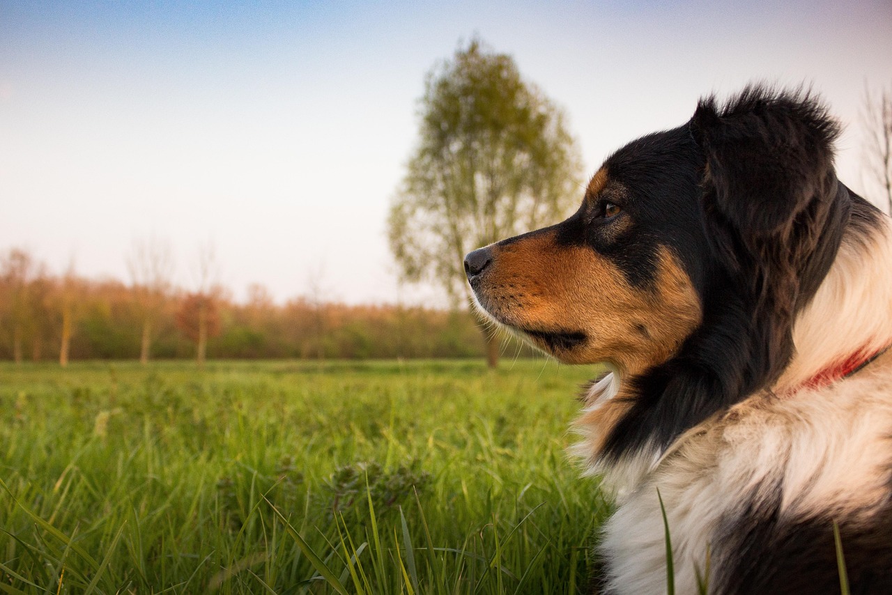 Dog Health & Nutrition – Image 1