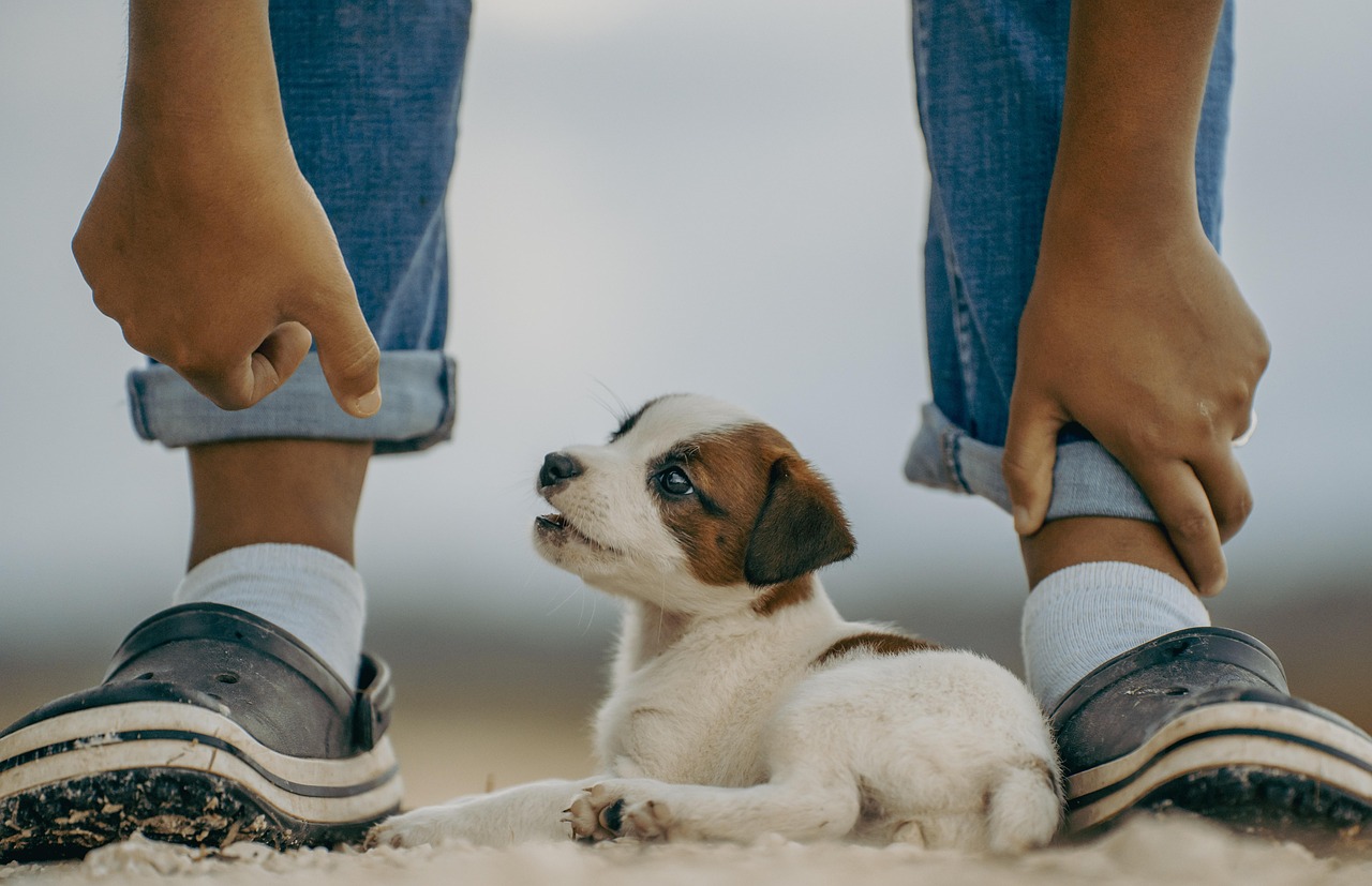 Puppy Training – Image 4