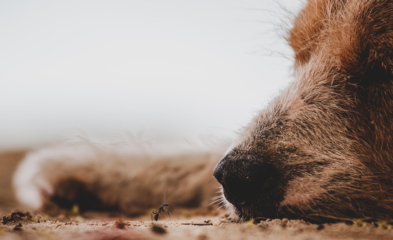 Dog Health & Nutrition – Image 4