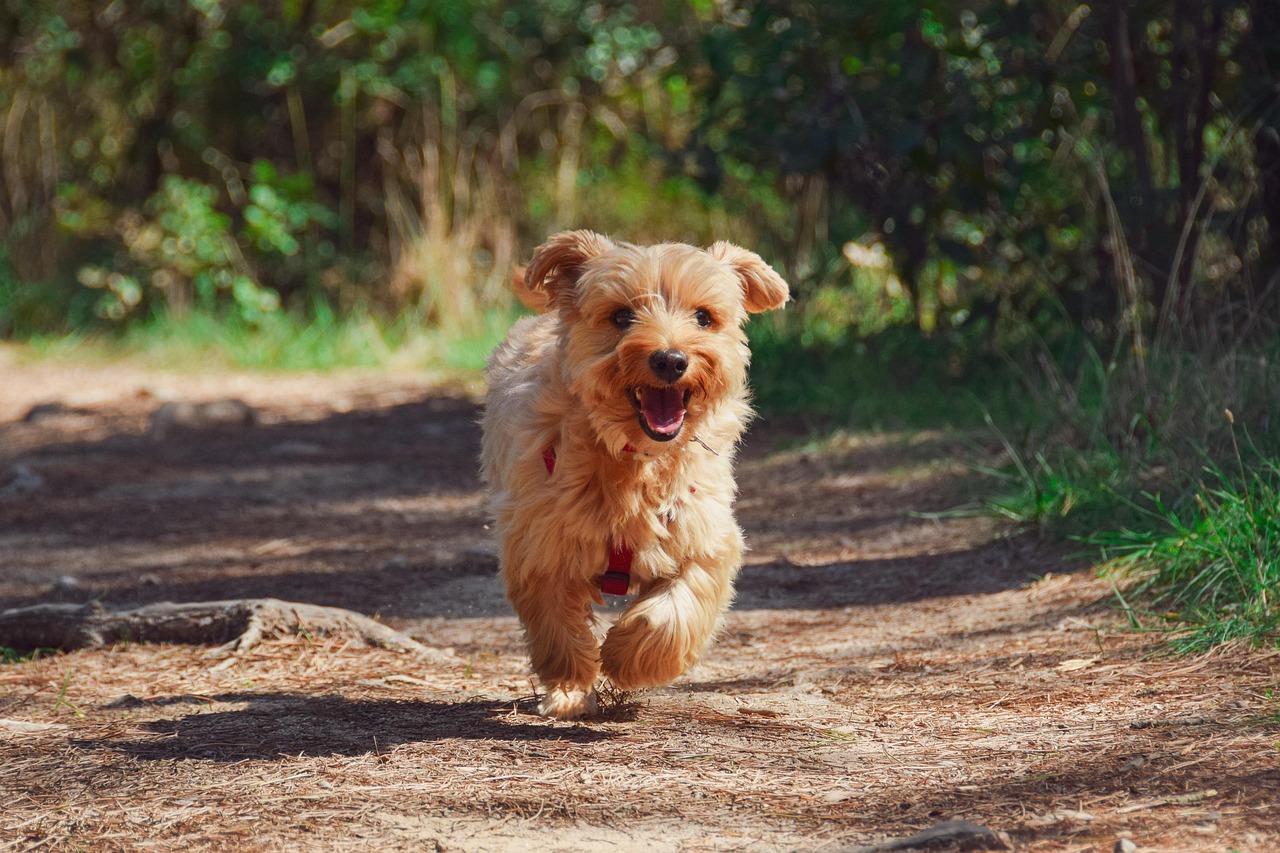 Dog Health & Nutrition – Image 3