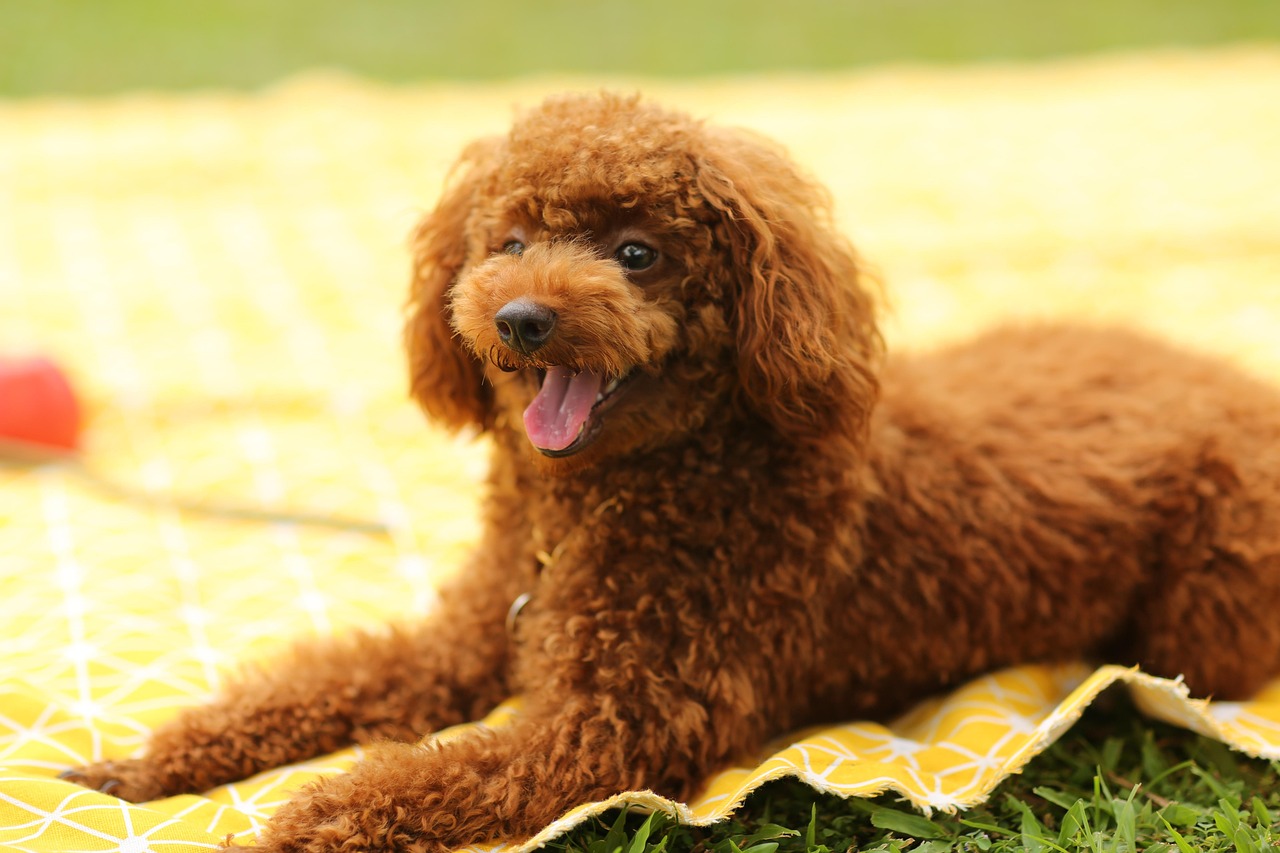 Puppy Training – Image 3
