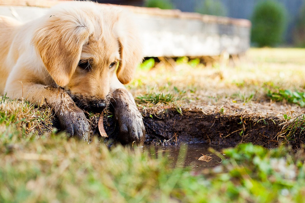 Behavioral Dog Training – Image 1