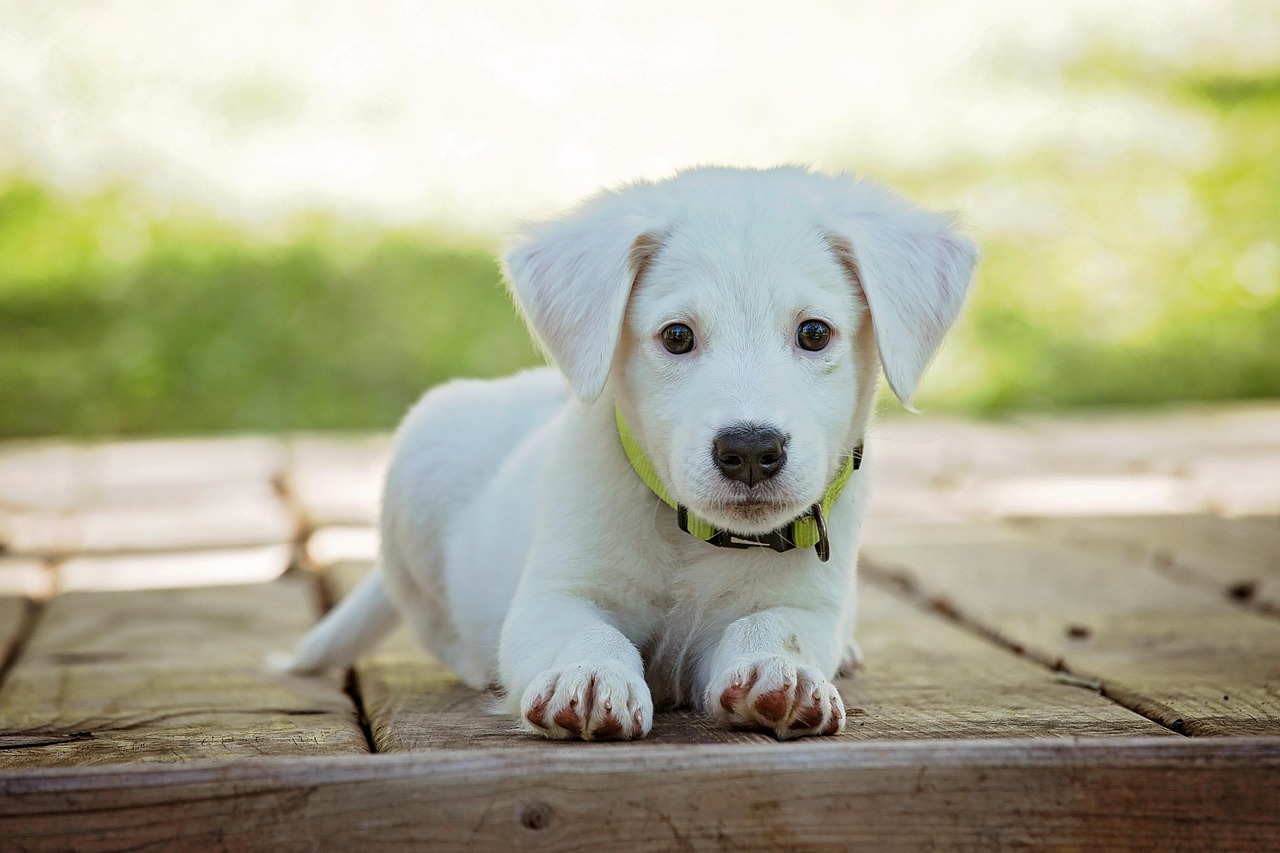 Dog Health & Nutrition – Image 4
