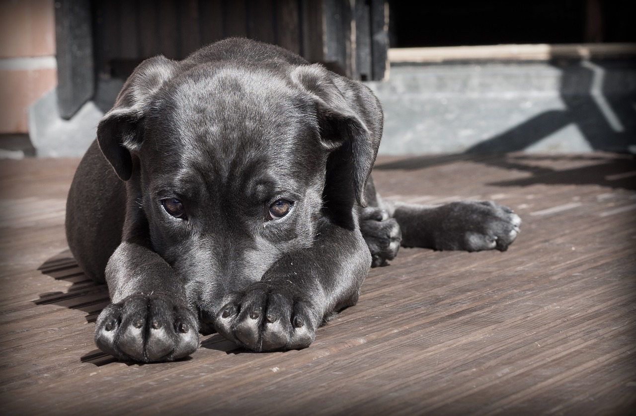 Dog Health & Nutrition – Image 4