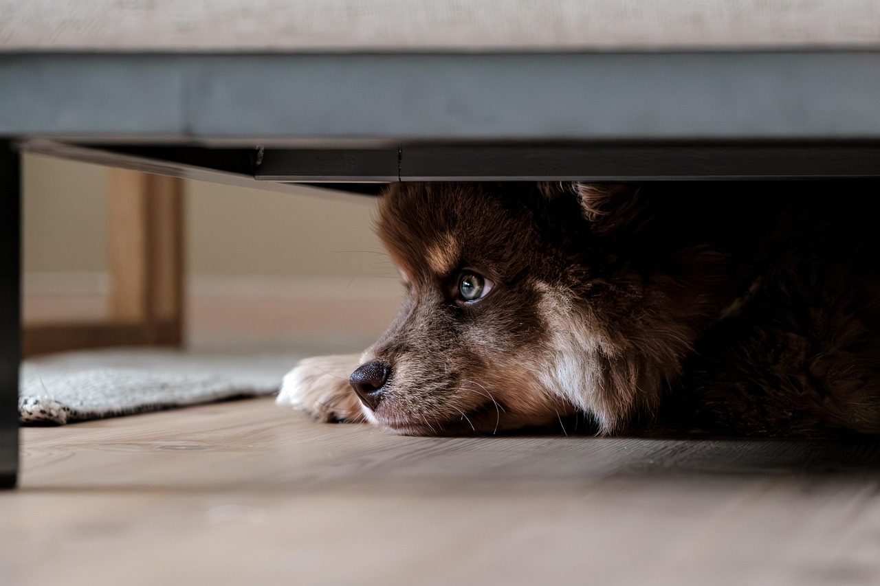 Behavioral Dog Training – Image 2