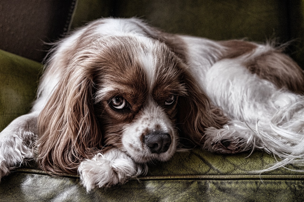 Dog Health & Nutrition – Image 1