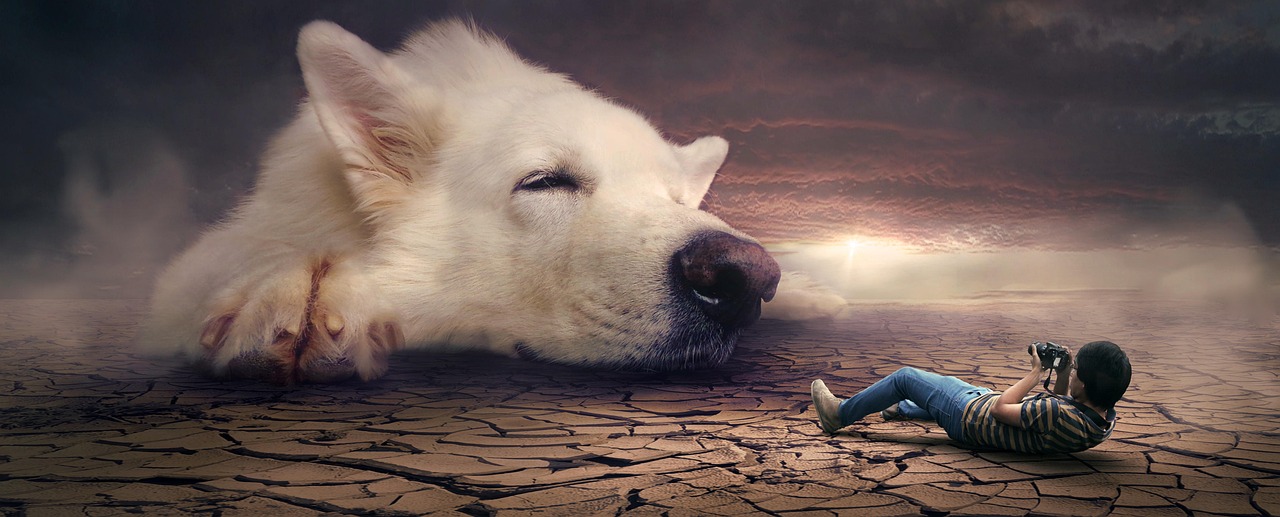 Dog Health & Nutrition – Image 1