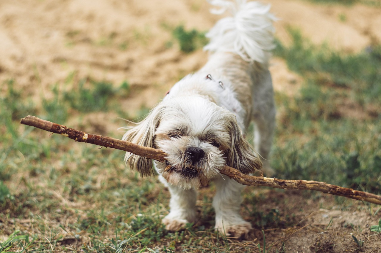 Puppy Training – Image 3