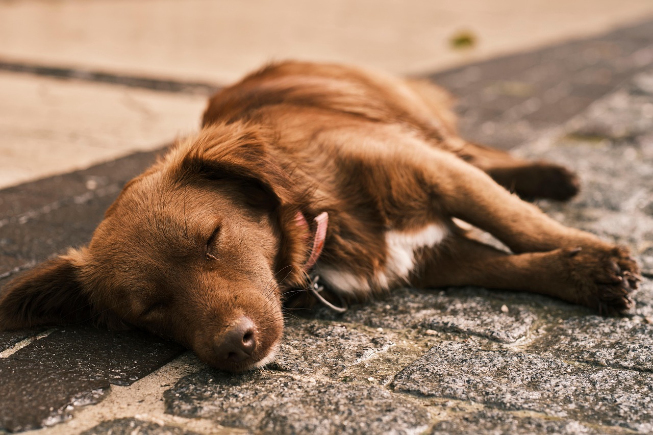 Puppy Training – Image 1