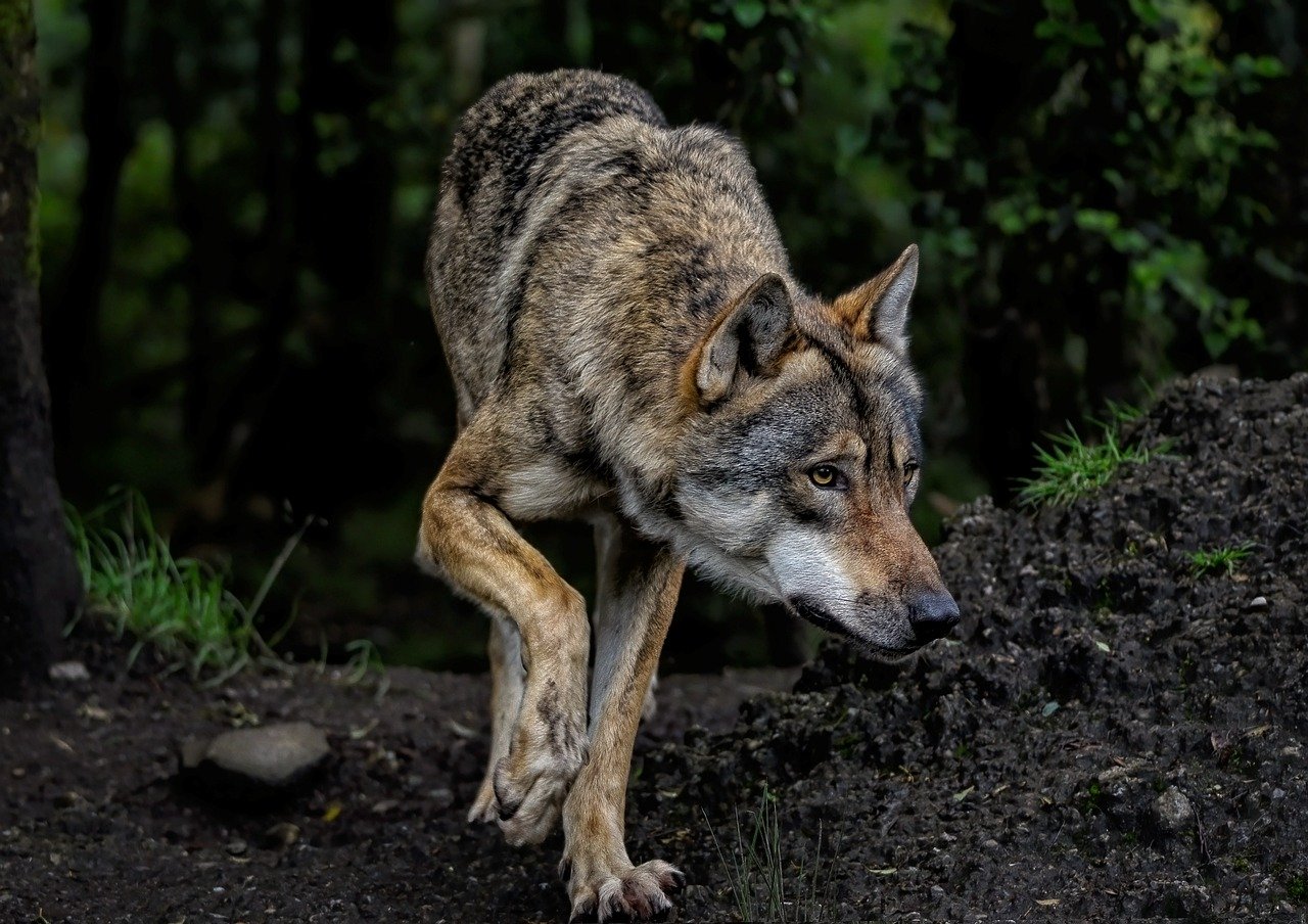 Behavioral Dog Training – Image 4