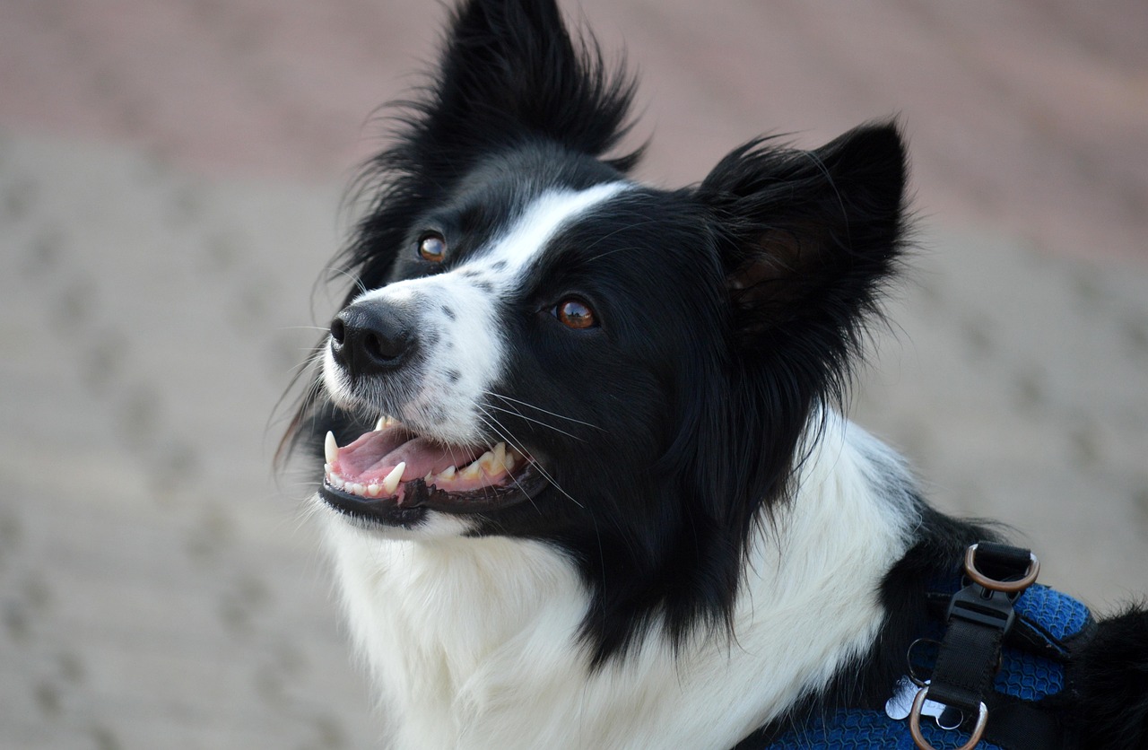 Behavioral Dog Training – Image 3
